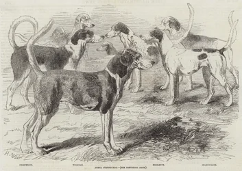 Koninklijke hertenjacht